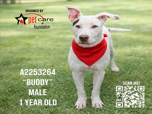 Pit Bull