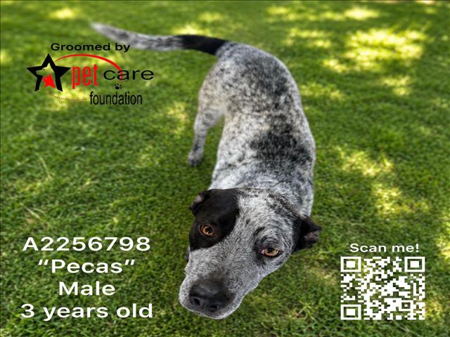 PECAS Image