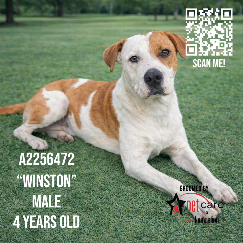 Winston