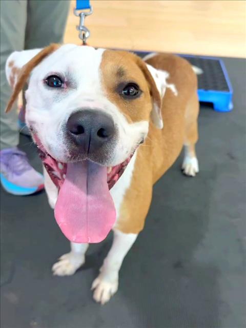 WINSTON, an adoptable Pit Bull Terrier in Los Angeles, CA