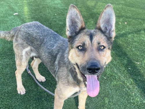 KATE, an adoptable German Shepherd Dog in Los Angeles, CA