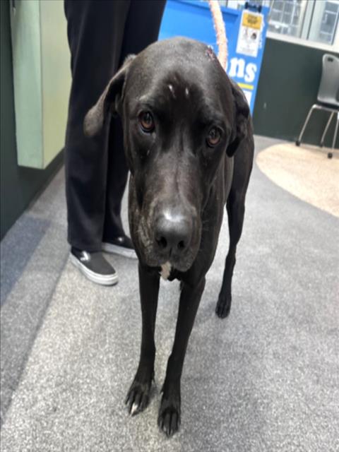 Labrador Retriever