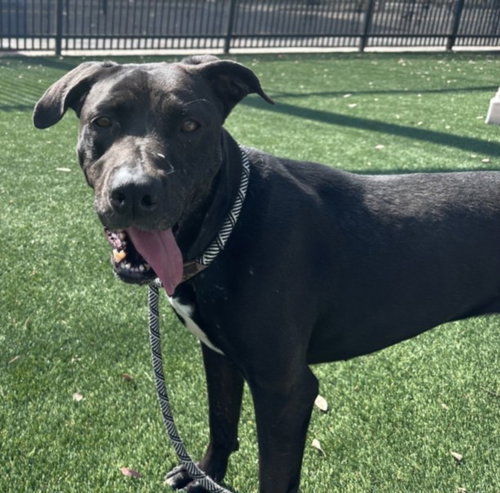 APPLE BLOSSOM, an adoptable Labrador Retriever in Los Angeles, CA