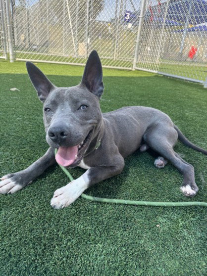 DUCK, an adoptable Pit Bull Terrier in Los Angeles, CA
