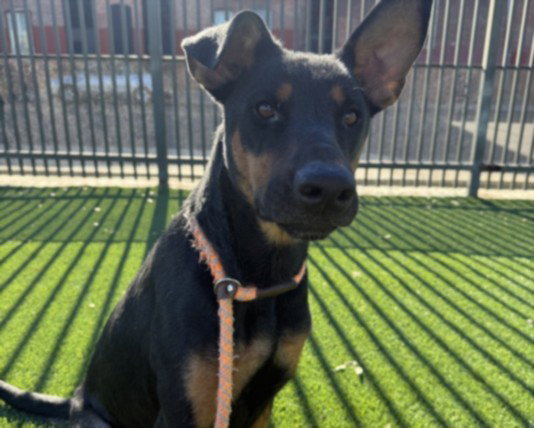 Fanny