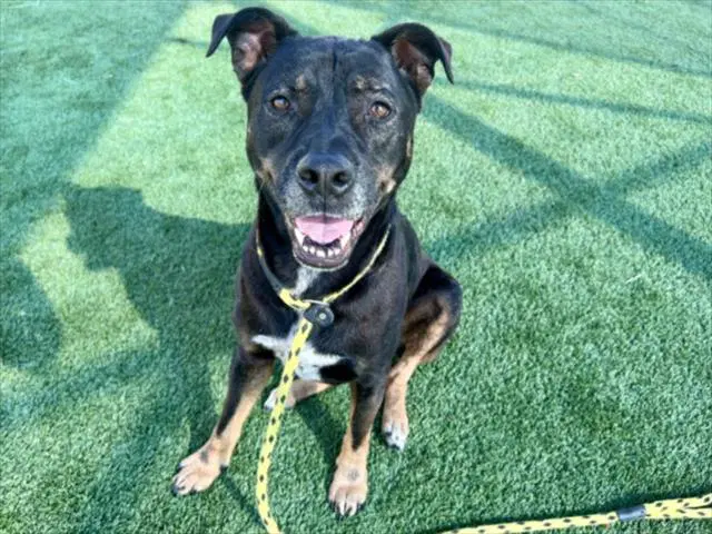 Stella - Staffordshire Bull Terrier