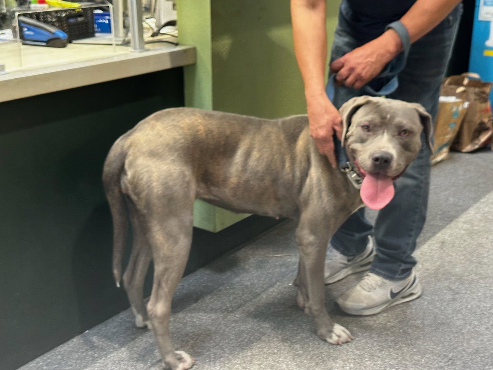 Pit Bull