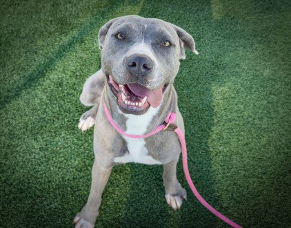 LUNA, an adoptable Pit Bull Terrier in Los Angeles, CA