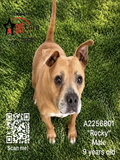 ROCKY Image