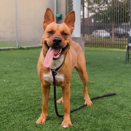 BACON, an adoptable German Shepherd Dog in Los Angeles, CA