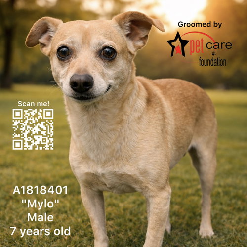 MYLO, an adoptable Chihuahua in Los Angeles, CA