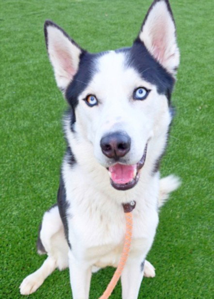 Siberian Husky