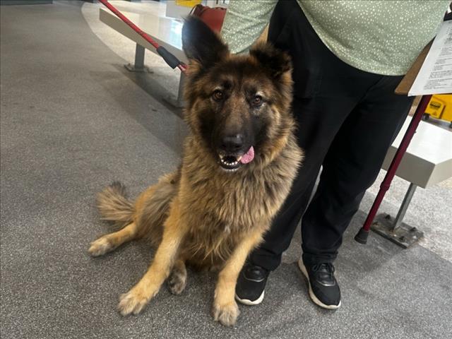 German Shepherd