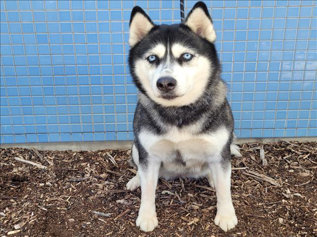 Siberian Husky