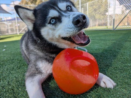KLOHE - Siberian Husky available for adoption