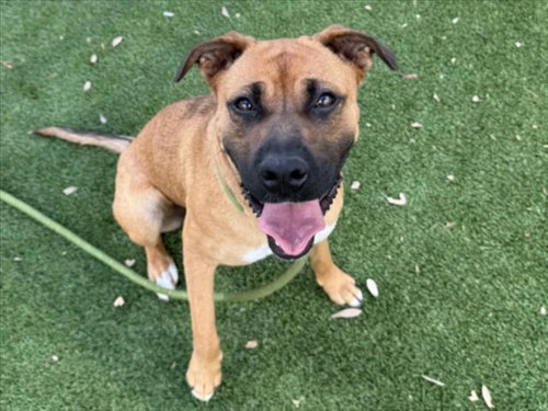 OLIVIA, an adoptable Boxer in Los Angeles, CA