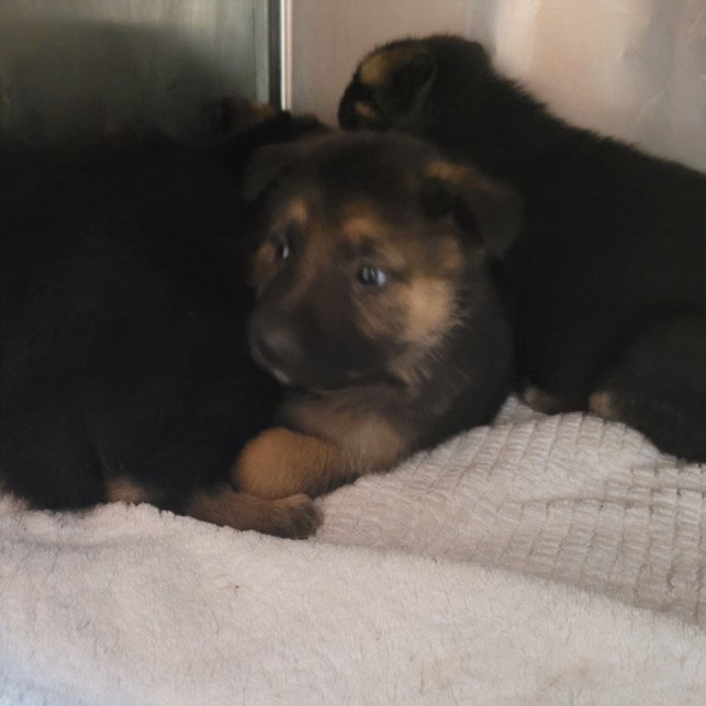 German Shepherd