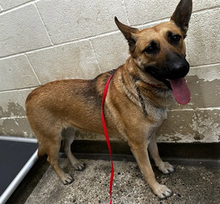 German Shepherd