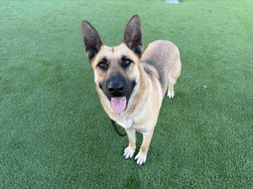 MISTY, an adoptable German Shepherd Dog in Los Angeles, CA