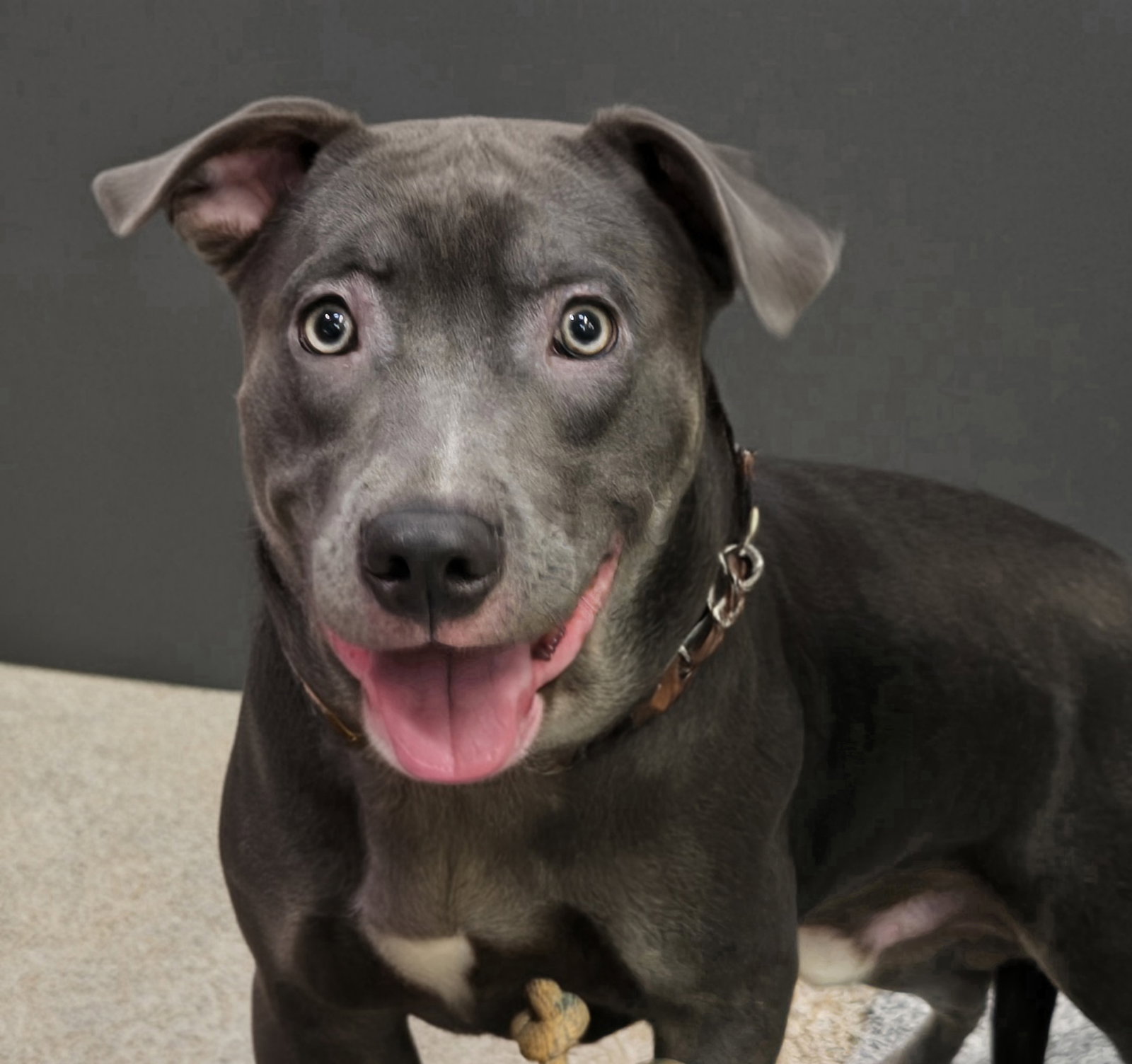 Pit Bull