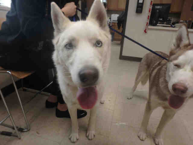 Siberian Husky