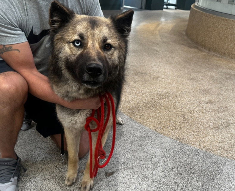 German Shepherd
