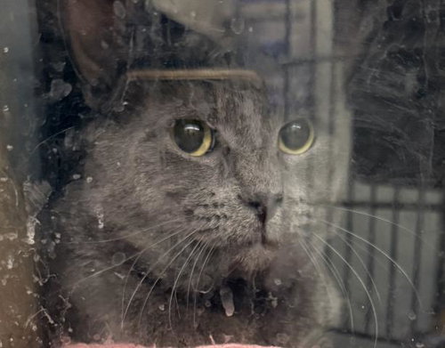 SERRANO, an adoptable Domestic Short Hair in Los Angeles, CA