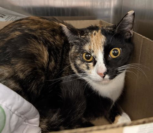 LUNA, an adoptable Domestic Short Hair in Los Angeles, CA