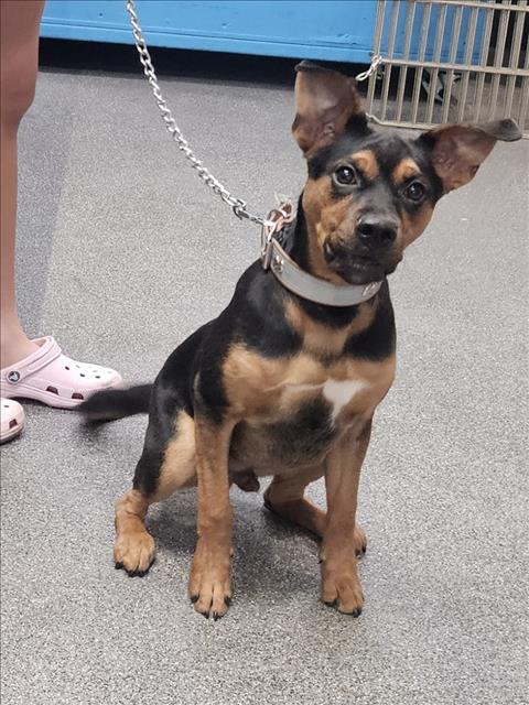 RALO, an adoptable Boxer in Los Angeles, CA
