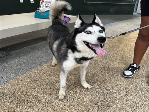 BENJI, an adoptable Siberian Husky in Los Angeles, CA