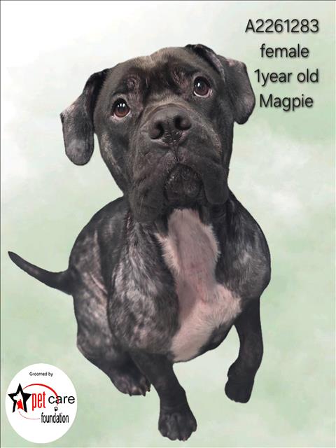 MAGPIE, an adoptable Pit Bull Terrier in Los Angeles, CA