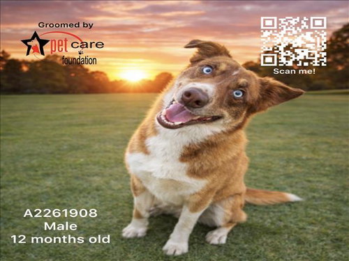YUKON, an adoptable Siberian Husky in Los Angeles, CA