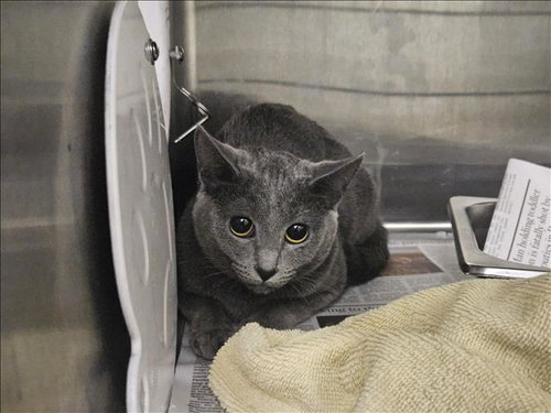 SAGE, an adoptable Domestic Short Hair in Los Angeles, CA