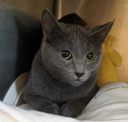 SAGE, Young Domestic Short Hair (medium coat), cat for adoption in Westminster, California