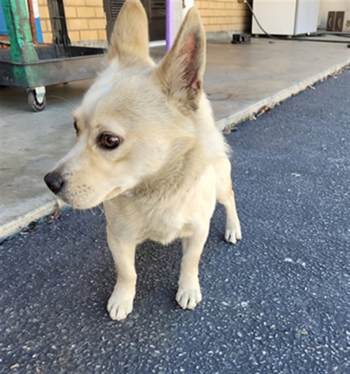 SNOWMAN, an adoptable Cardigan Welsh Corgi in Los Angeles, CA