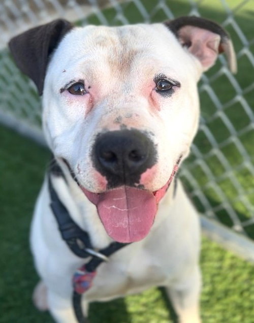 PETEY, an adoptable American Pit Bull Terrier in Los Angeles, CA
