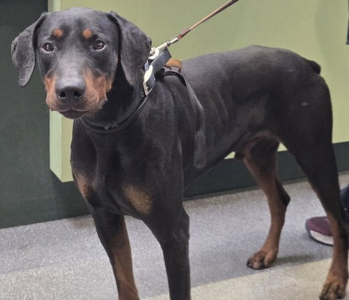 KONA, an adoptable Doberman Pinscher in Los Angeles, CA