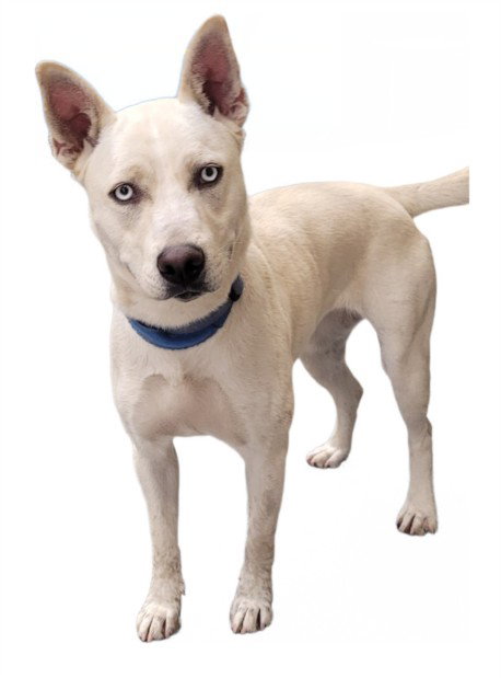LUMPAS, an adoptable Labrador Retriever in Los Angeles, CA