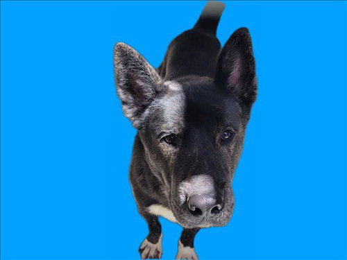 CHEWY, an adoptable Akita in Los Angeles, CA