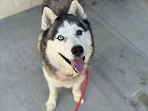 TWIXXIE, an adoptable Siberian Husky in Los Angeles, CA