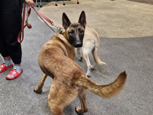 MATEO, an adoptable German Shepherd Dog in Los Angeles, CA