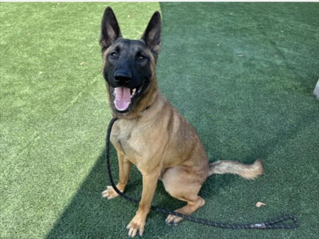 MATEO