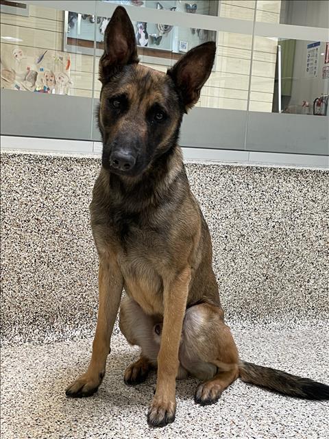 COOPER, an adoptable Belgian Shepherd Malinois in Los Angeles, CA