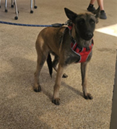 CUTIE, an adoptable Belgian Shepherd Malinois in Los Angeles, CA