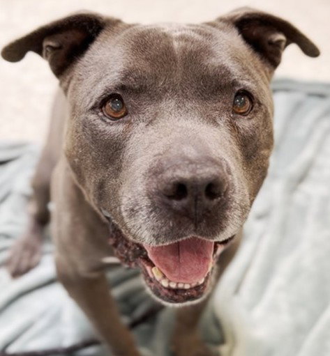 ERNEST, an adoptable Pit Bull Terrier in Los Angeles, CA