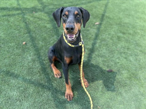 DOZER, an adoptable Doberman Pinscher in Los Angeles, CA