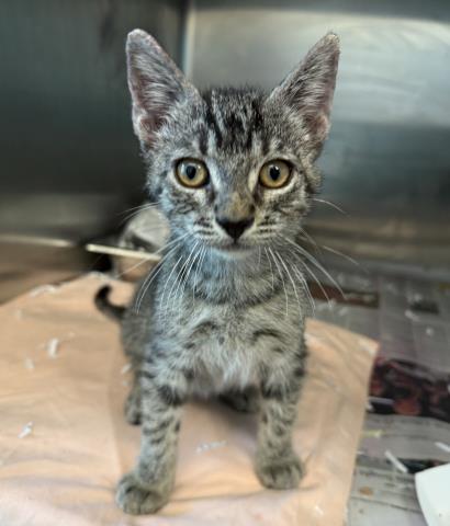 COCO, Baby Domestic Short Hair (medium coat), cat for adoption in Westminster, California