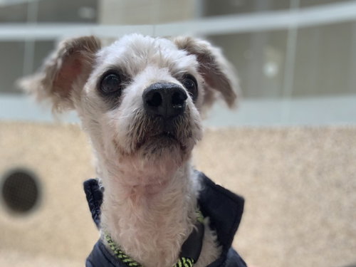 CHAPULIN, an adoptable Poodle in Los Angeles, CA
