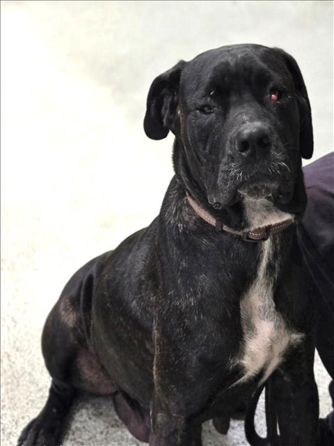 LUNA, an adoptable Cane Corso Mastiff in Los Angeles, CA