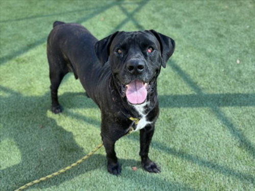 LUNA, a dog for adoption from North Central Animal Care and Control